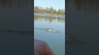 Szczupak atakuje zestaw na methodę.🎣🐊 #fishing #feeder #pike #pikeattack #methodfeeder