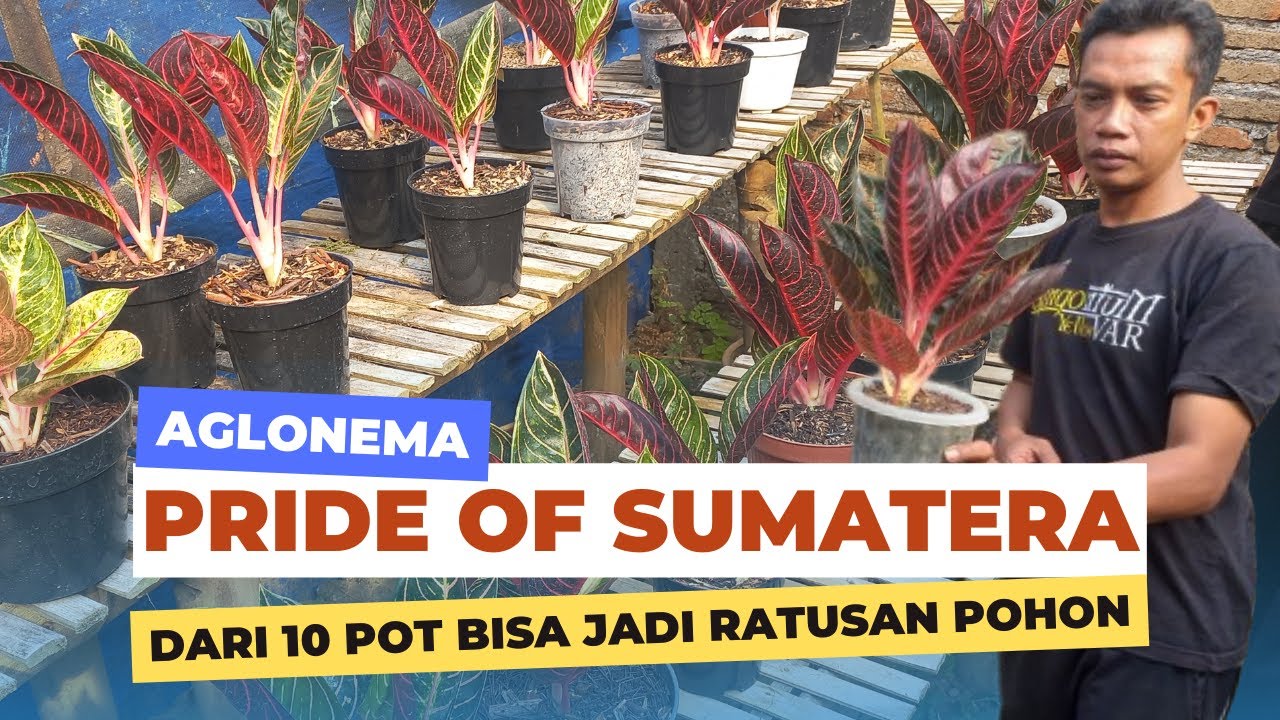 CARA MUDAH MEMPERBANYAK AGLONEMA PRIDE OFF SUMATERA