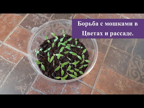 Все мошки в Цветах и Рассаде Исчезли. И подкормки не нужны обзор на народный метод.