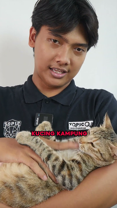 Jangan pelihara kucing kampung! 😢