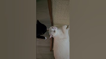 Catnip Craze: Watch My Cats Go Wild with My Catnip Scratcher!