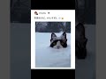 【雪属性の可愛すぎる猫】SNSでバズった伝説的な投稿にアフレコｗ③