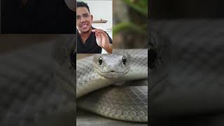Como a Mamba Negra Encontra a Presa
