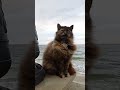 Кот слушает саксофон на набережной моря