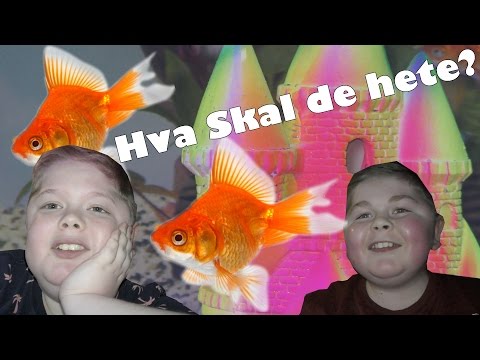 Video: Fiender Og Sykdommer Hos Gullfisk