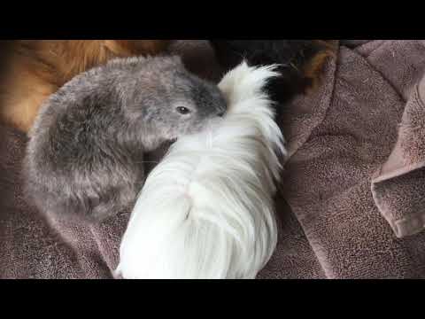 Video: How To Recognize Pregnancy In A Guinea Pig