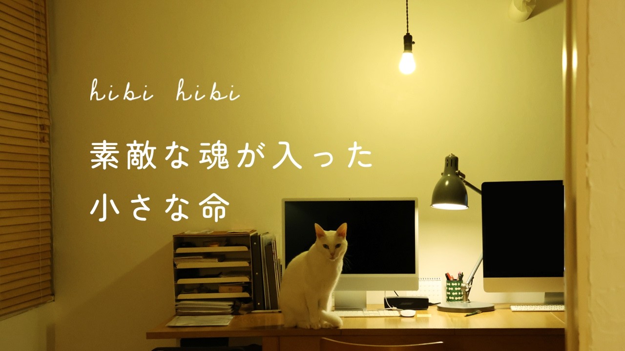 くろちゃんが旅立ちました🐱