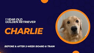 Charlie 1 year Golden Retriever Before & After 2 week board & train
