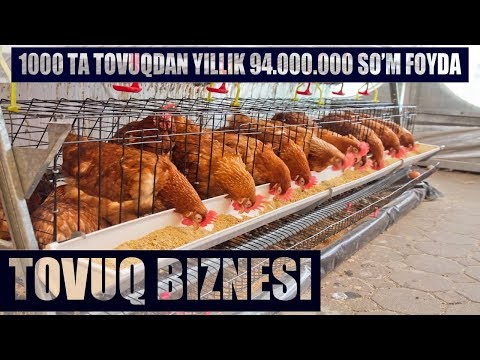 Video: Tovuqning Tuxumlari Qayerdan Keladi?