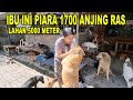 IBU INI PIARA 1700AN EKOR ANJING RAS DI LAHAN 5000 METER PERSEGI !!!