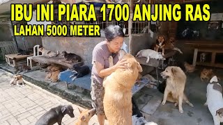 IBU INI PIARA 1700AN EKOR ANJING RAS DI LAHAN 5000 METER PERSEGI !!!