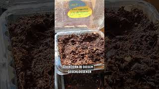 Mini Gewächshauses RICHTIG nutzen #gewächshaus #anzucht #aussaat #gemüseanbau #Garten #gartentipps