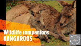 WILDLIFE COMPANIONS Kangaroo ?| Cute animal | Pet video | Kid Safe Video | Cat Video | Dog Video