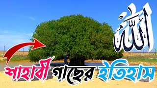 শাহাবী গাছের ইতিহাস দেখুন history of the best tree