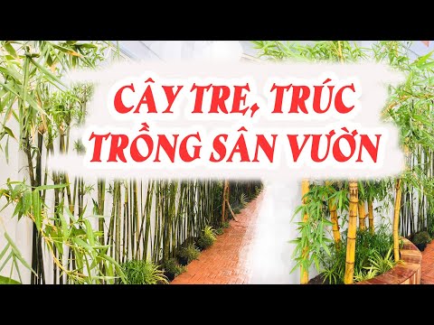 Video: Các loại tre khác nhau: Tìm hiểu về các loại cây tre cho sân vườn