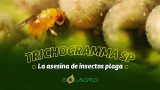 TRICHOGRAMMA SP. - LA ASESINA DE INSECTOS PLAGA