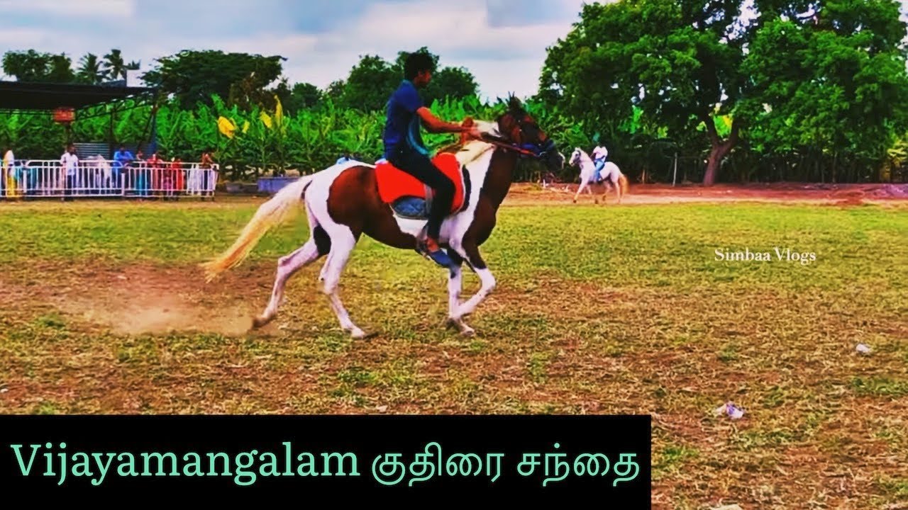 Vijayamangalam Vijayapuri Amman Temple குதிரை சந்தை July 2022 @SimbaaVlogs