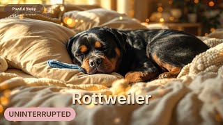 12 HOURS of Rottweiler Sleep Music | Calming Music for Rottweiler Puppies screenshot 3