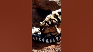 Honey Badger vs Python#ai#GPT#sora#kling#openai#story#animal