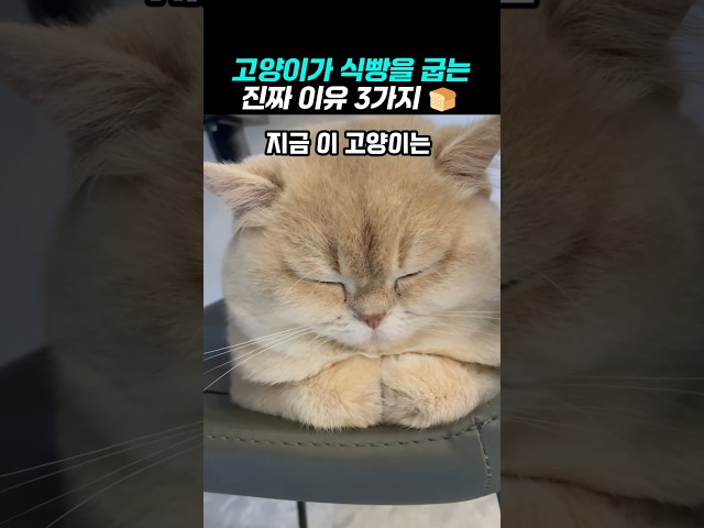 고양이가 식빵 굽는 3가지 이유