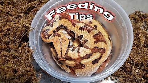 Hatchling Feeding Tips for Blood Pythons