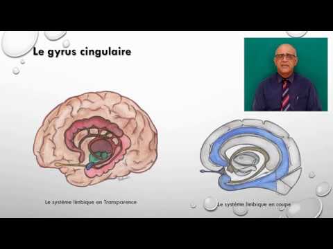 Le gyrus cingulaire
