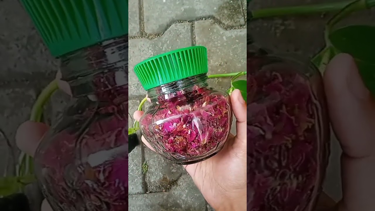 Dried Rose Petal Making At Home 