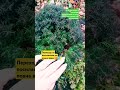 ПІДПИШИСЬ SUBSCRIBE Diy gardening tips Wskazówki dotyczące ogrodnictwa#plants#ogrodnictwo#tiktok