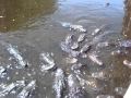 Alligator feeding frenzy