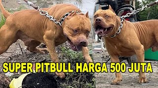 Arnold Si Super Pitbull Harga 500 Juta