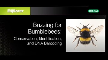 Buzzing for Bumblebees: A Workshop on Conservation, Identification, and DNA Barcoding - Webinar