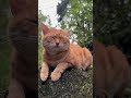 Little Pineapple: My belly is so full, so satisfying! Let’s just lie down on this rock for a whil...