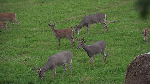 2020 Archer's Choice - episode 5 trailer - Alberta Early Season Bucks