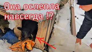 Бездомная собака жила на складах /парень попросил помощи спасти собаку/help save the dog
