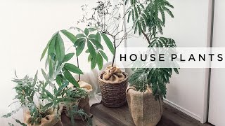 【育てやすい＆おしゃれな観葉植物】インテリアグリーンで部屋は変わる！おすすめ植物の剪定・植え替え・挿し木/一人暮らしにもおすすめ＊