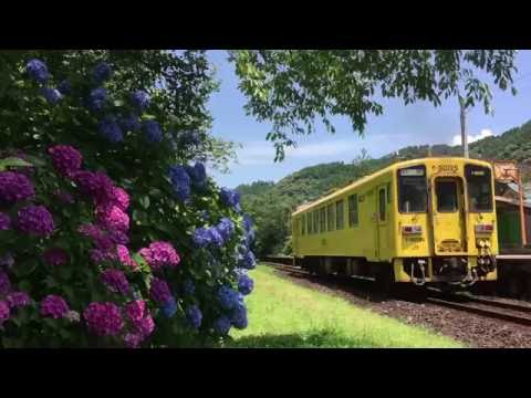【鉄道動画】あじさい満開の豊後中川駅を駆け抜ける列車たち（ななつ星・ゆふいんの森他）