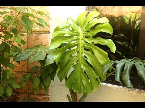 Video: Monstera (53 Foto's): Hoe Ziet Een Bloem, Zijn Bloemen En Bladeren Eruit? Kenmerken Van Zorg En Transplantatie Thuis? Is Monstera Giftig Of Niet?