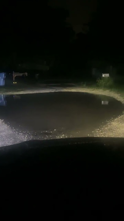 Alligator puddle #alligator #shorts