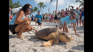 Florida Keys Loggerhead Sea Turtle Release