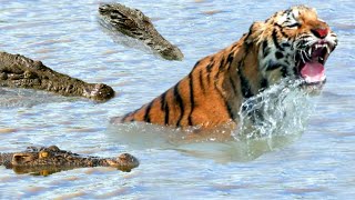 مدهش..أقترب هذا النمر من نهر التماسيح ولكن ما حدث لم يكن متوقعا/عالم الحيوان