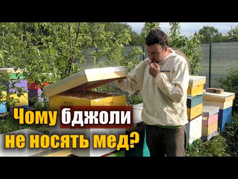 Видео: Немає меду в вулику. Чому бджоли не носять мед?