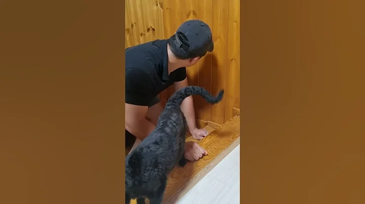 Video 9930261: devon rex kitty, devon rex cat funny, devon rex love, cats funnycats animals kitty