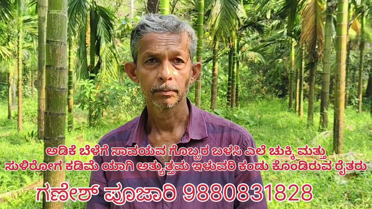 ಒಂದೇ ವರ್ಷದಲ್ಲಿ ಅಡಿಕೆ 10kg ಯಿಂದ 3ಕ್ವಿಂಟಾಲಿಗೆ ಹೆಚ್ಚಳ ಸಾವಯವ ಗೊಬ್ಬರ ಬಳಸಿ ಸಂತಸ ಗೊಂಡ ರೈತರು 