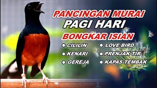 🔴 LIVE 22 - Pancingan Murai Batu Pagi hari Full Isian Tembakan kasar Murai Diam Pasti Nyaut