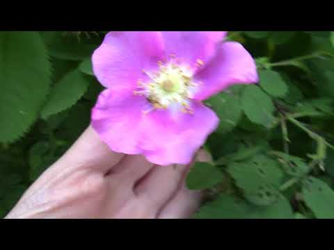 วีดีโอ: Nootka Wild Roses - ข้อมูลเกี่ยวกับ Nootka Rose Plants