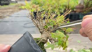 Leaving only a portion of the maple tree that is being shaped