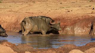 Cape Buffalo Bull rips mud bank with horns at Hapoor waterhole.