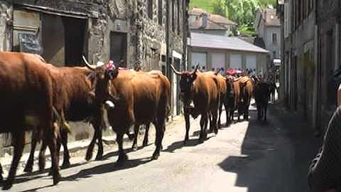 TRANSHUMANCE CANTAL