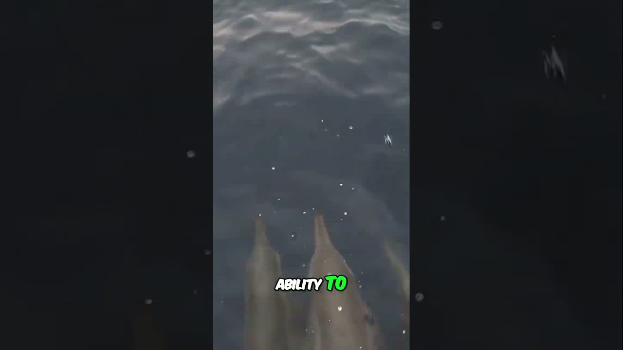 Dolphin Brains: Smarter Than You Think! 🐬🤯 #dolphin #intelligence