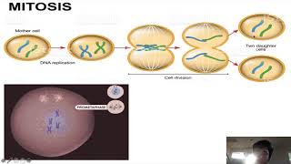 Lecture- DNA replication and Gene Expression.